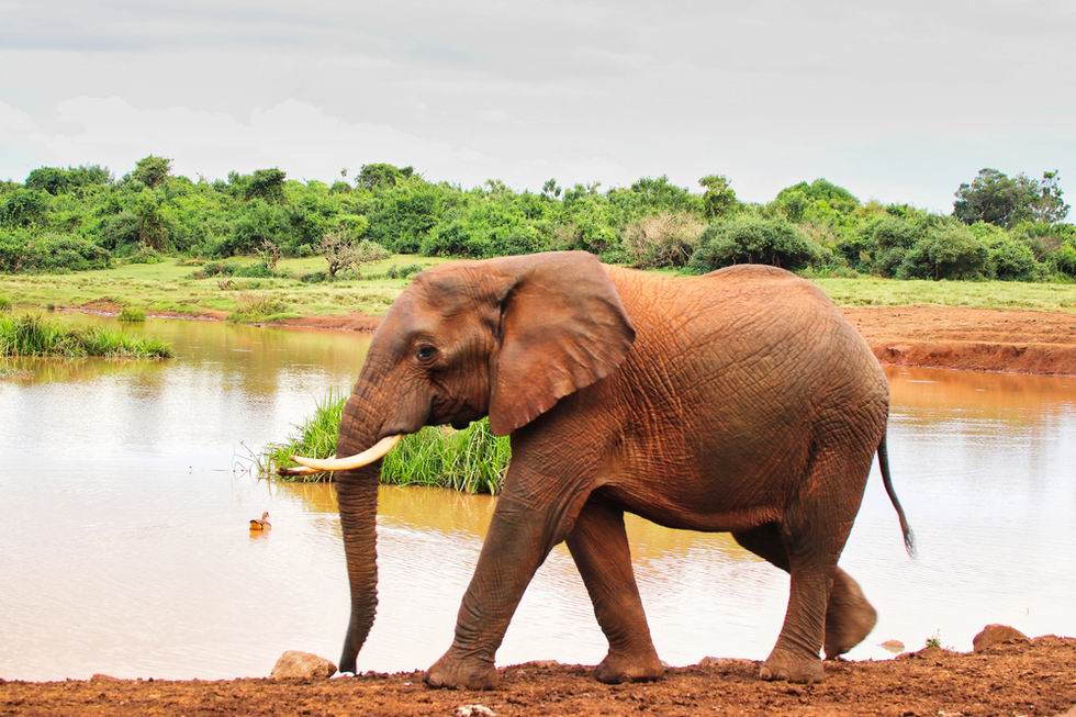 Aberdare Nemzeti Park