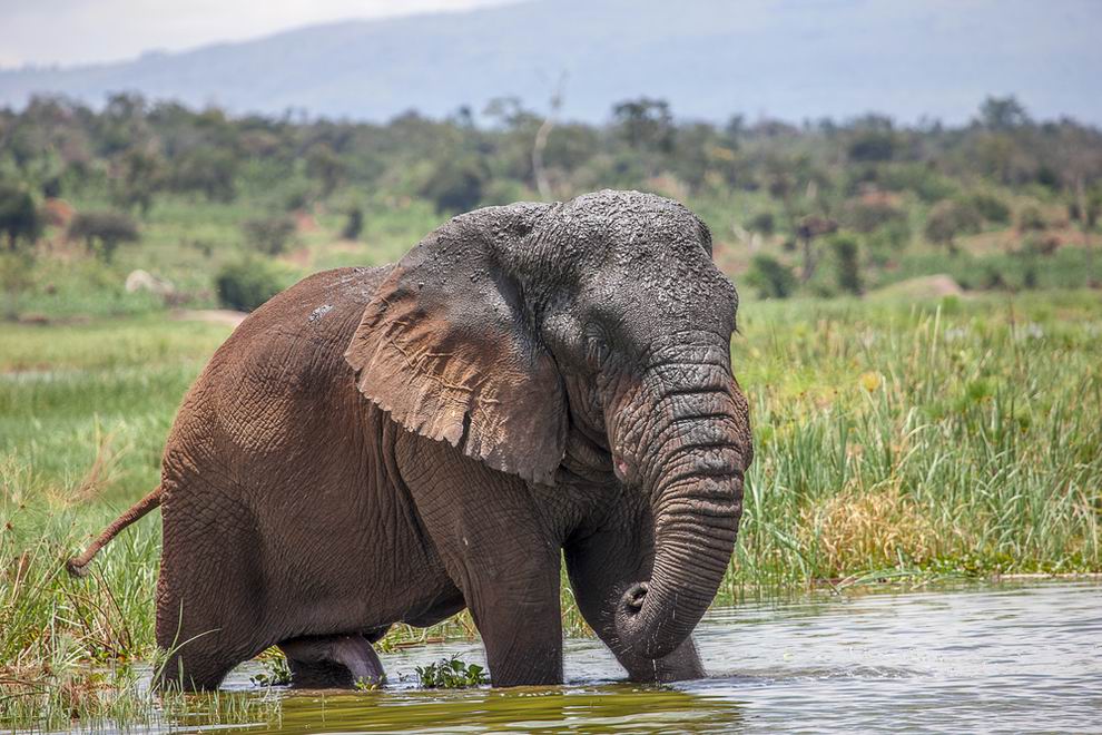 Akagera Nemzeti Park Ruanda