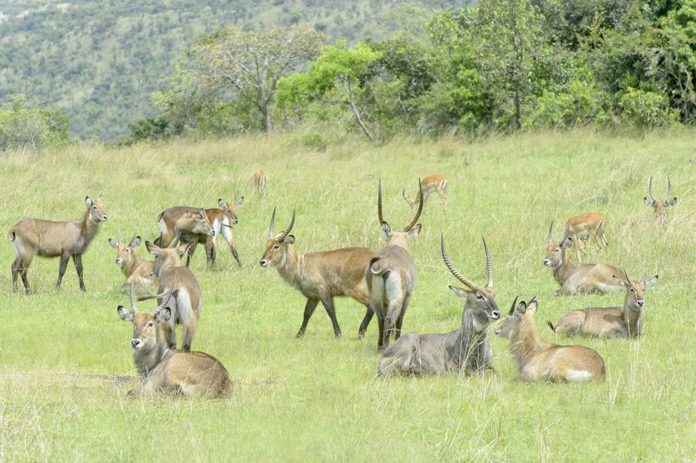 Akagera Nemzeti Park