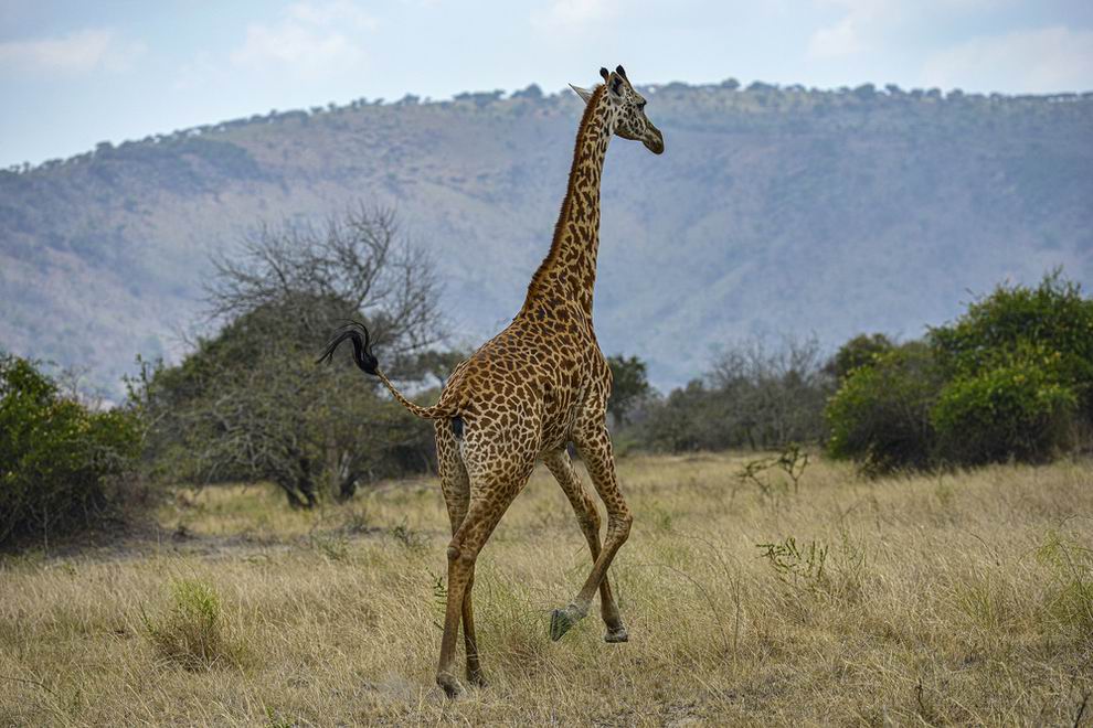 Akagera Nemzeti Park Ruanda
