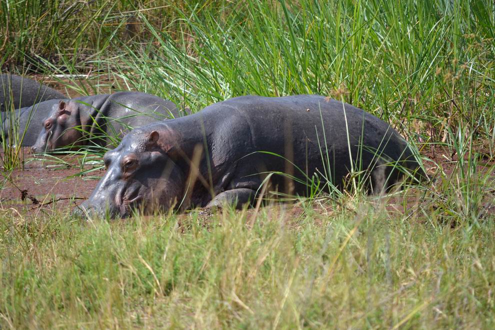 Akagera Nemzeti Park Ruanda