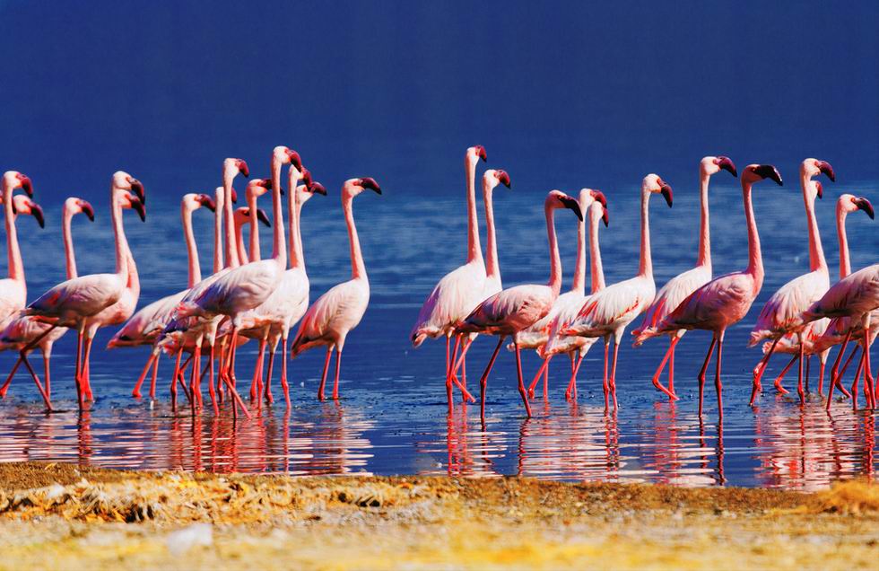 Bogoria-tó