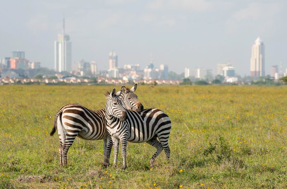 Nairobi Nemzeti Park