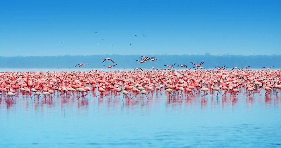 Nakuru-tó