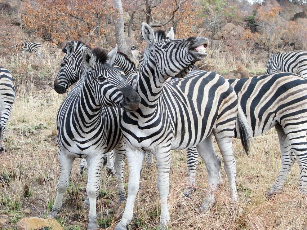 akagera nemzeti park ruanda