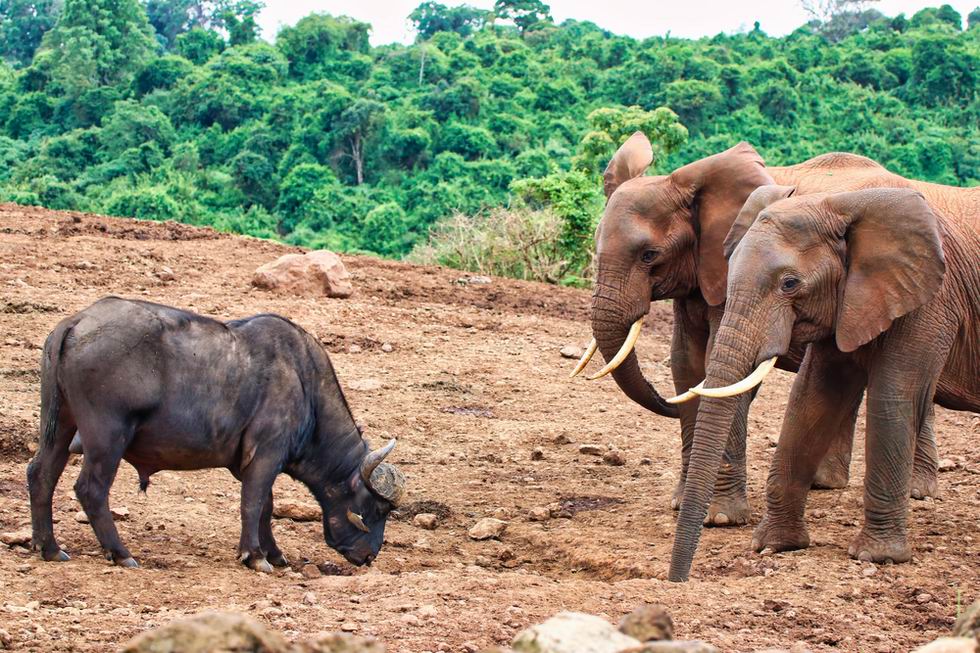 Aberdare Nemzeti Park Kenya