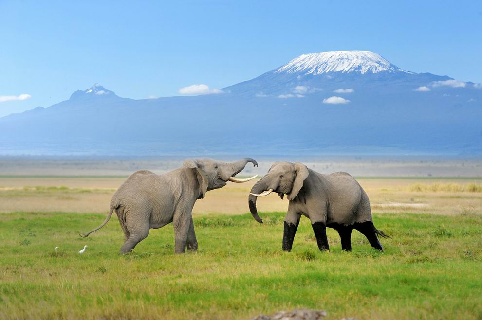 Amboseli Nemzeti Park