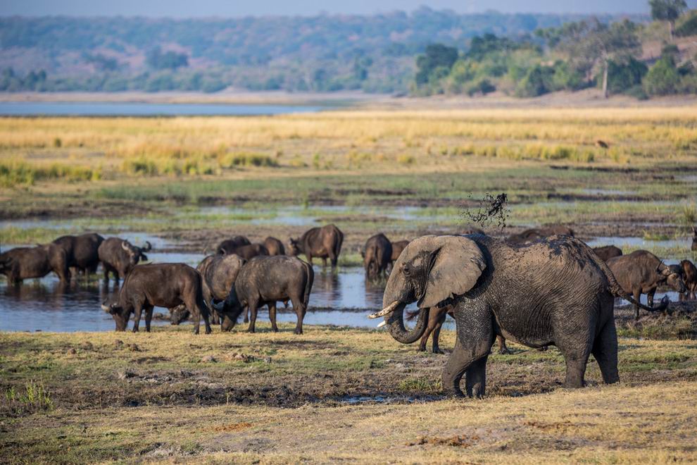 Chobe Nemzeti Park