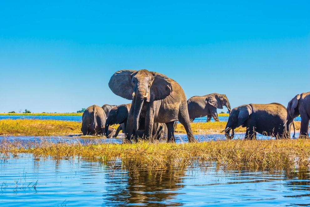 Chobe Nemzeti Park Botswana