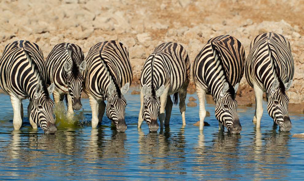 Etosha Nemzeti Park Namíbia