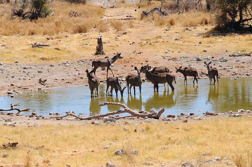 Etosha Nemzeti Park szafari Namíbia