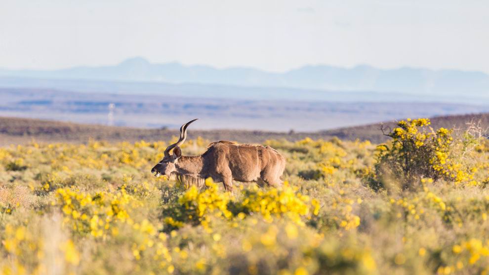 Karoo Nemzeti Park Dél-Afrika