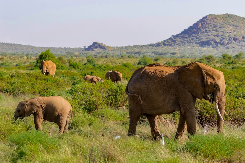 Samburu Nemzeti Park Kenya