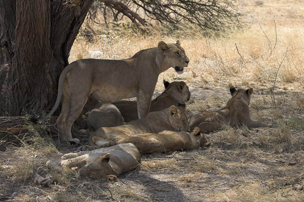 Samburu Nemzeti Park