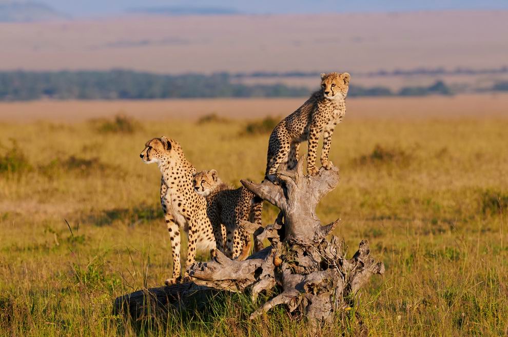 Serengeti nemzeti park Tanzánia