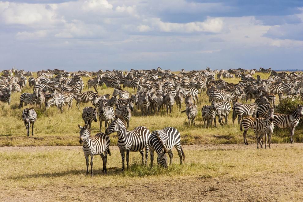 Serengeti Nemzeti park