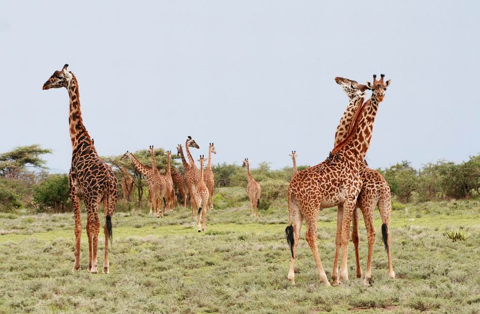 Serengeti Nemzeti park