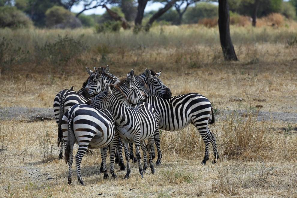 Tarangire Nemzeti Park