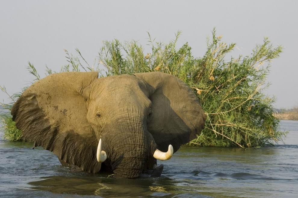 Zambezi Nemzeti Park Zimbabwe