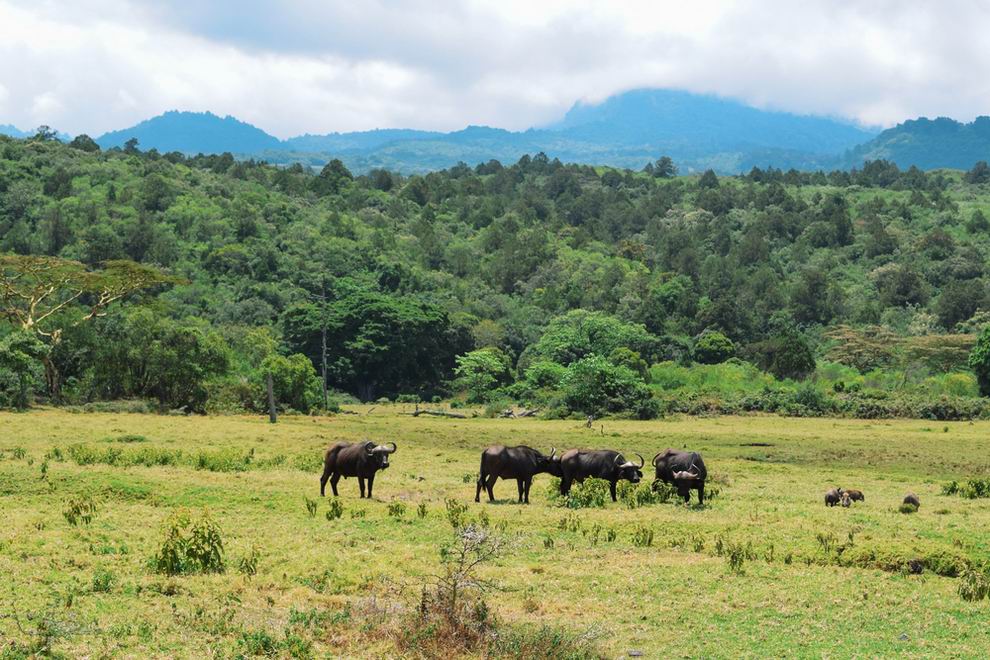 arusha nemzeti park