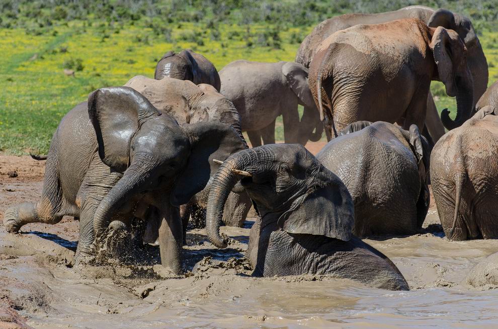 arusha nemzeti park tanzánia