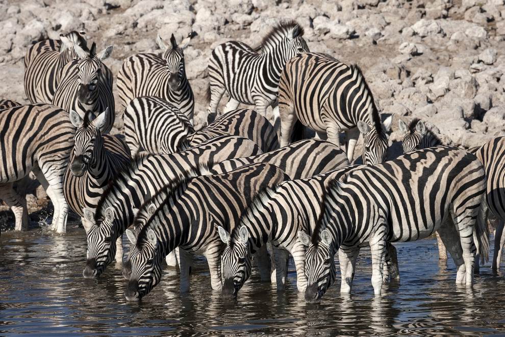 etosha nemzeti park
