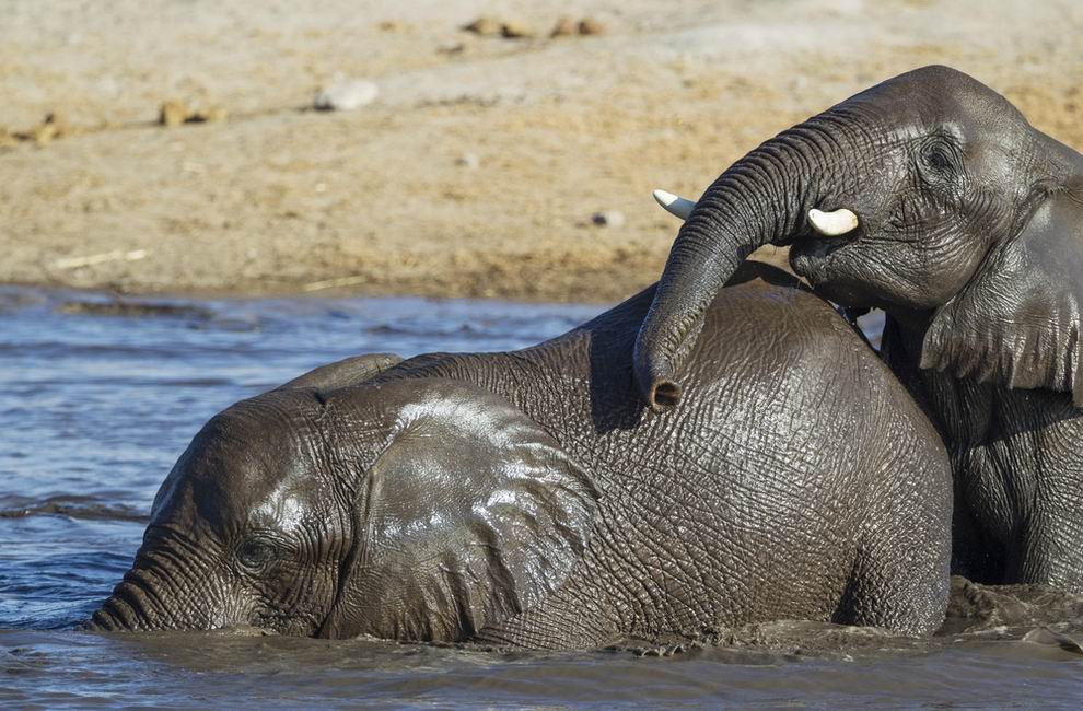 etosha nemzeti park szafari
