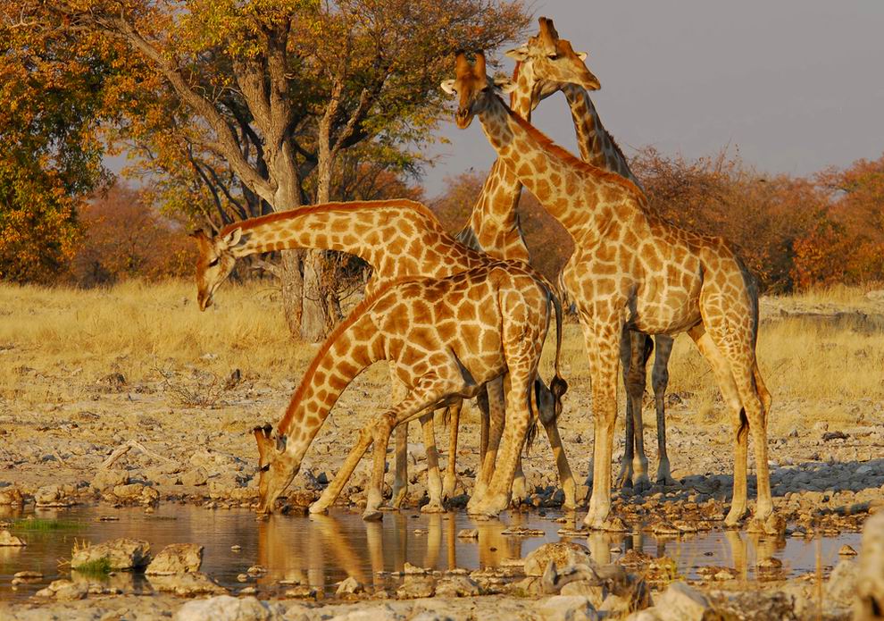 etosha nemzeti park namíbia
