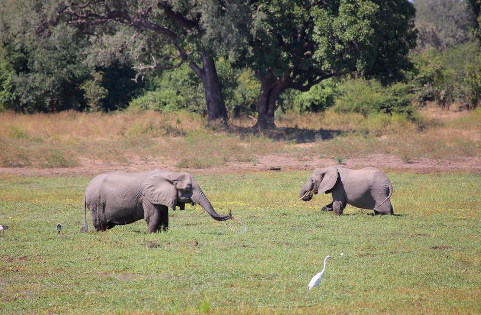 luangwa nemzeti park zambia