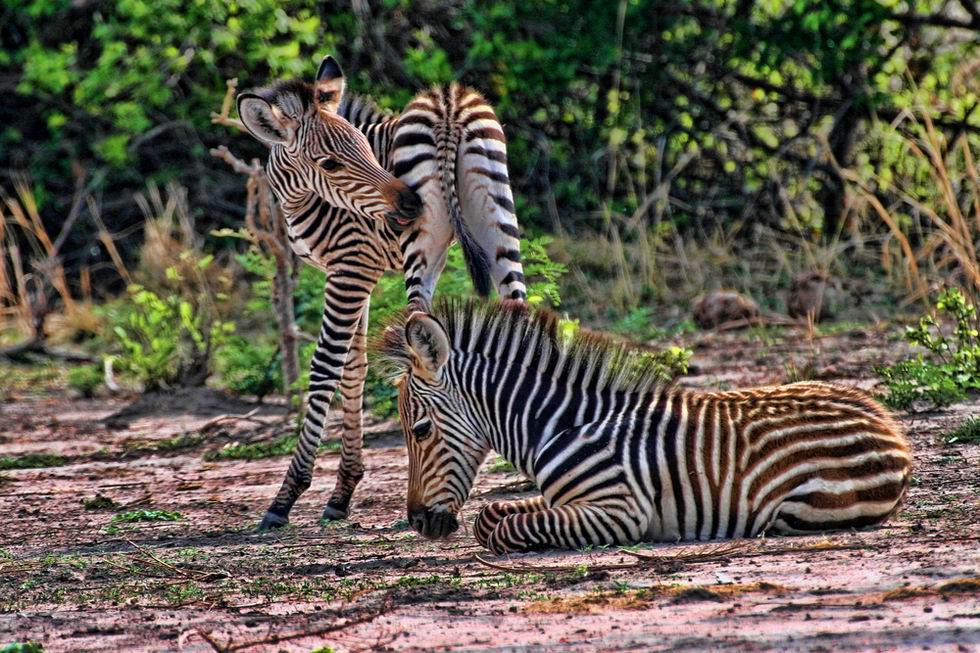 luangwa nemzeti park