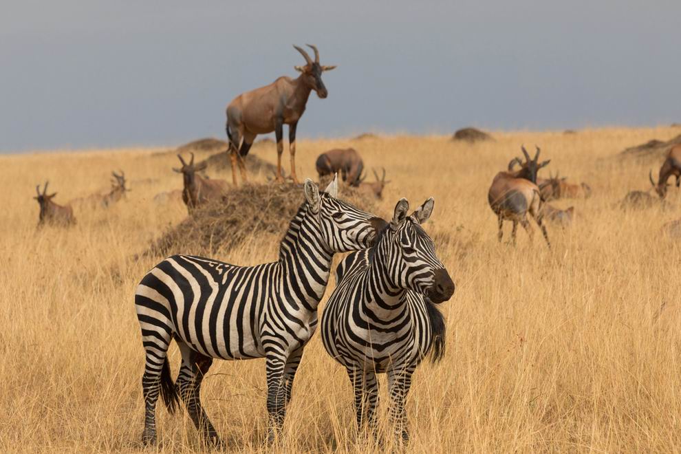 masai mara nemzeti park