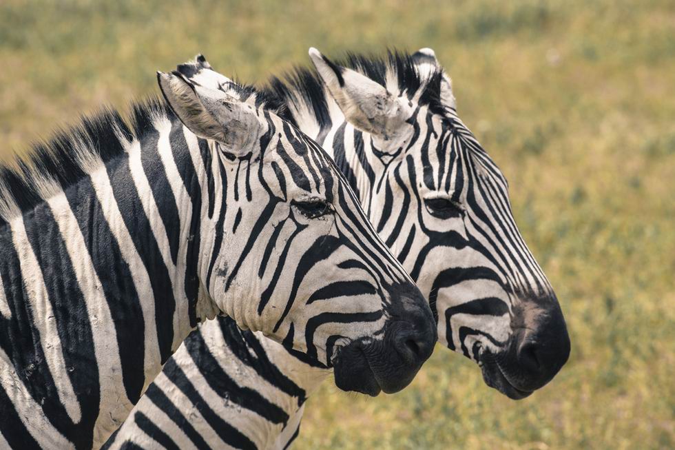 Meru nemzeti park Kenya