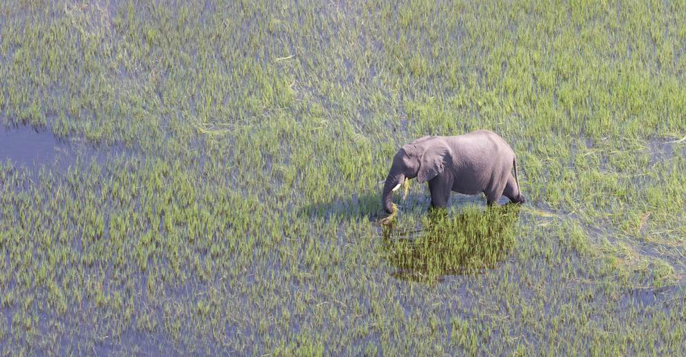okavango delta nemzeti park Botswana