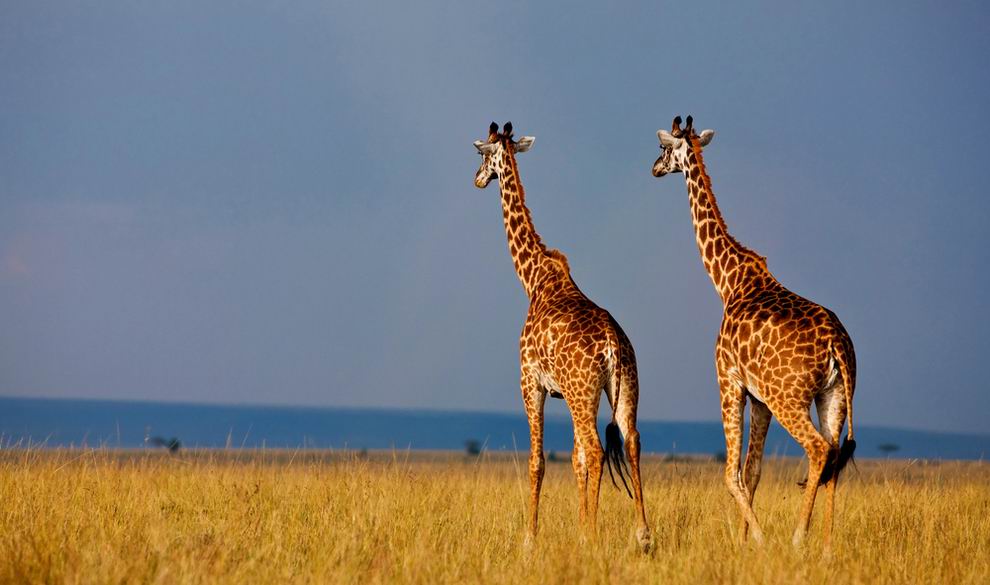 okavango delta nemzeti park Botswana
